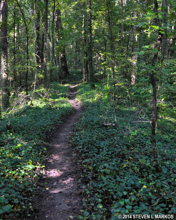 Terrain of the inland loop trail between intersections PI 6 and PI 7 in the Powers Ferry section of Chattahoochee River National Recreation Area