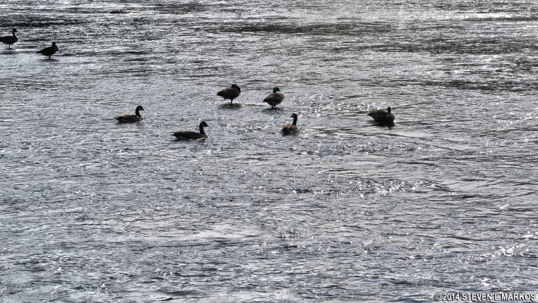 Waterfowl on the Chattahoochee River near Powers Island in Atlanta