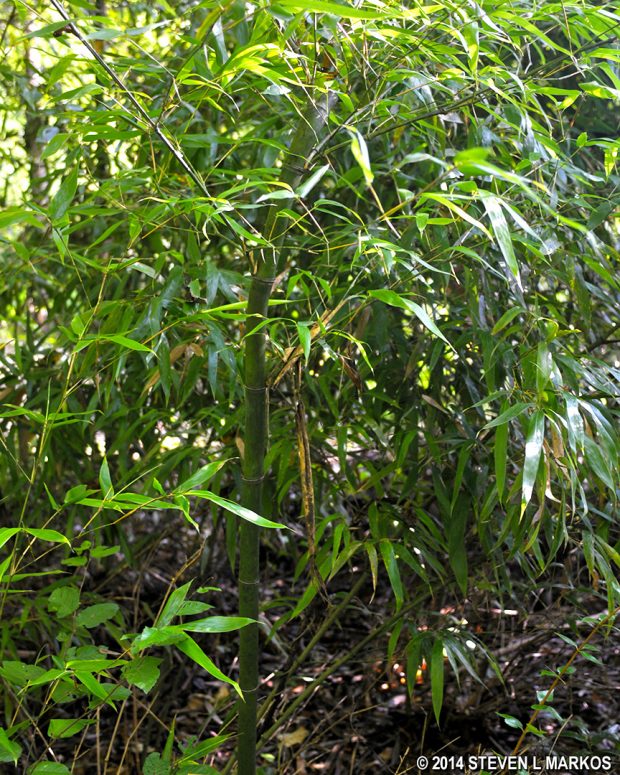 River Cane growing along the Chattahoochee River