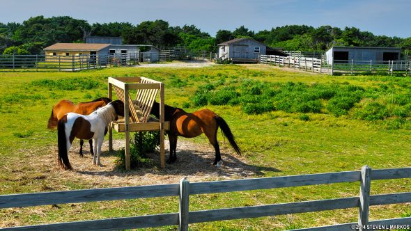 Pony Pens on Ocracoke Island, Cape Hatteras National Seashore