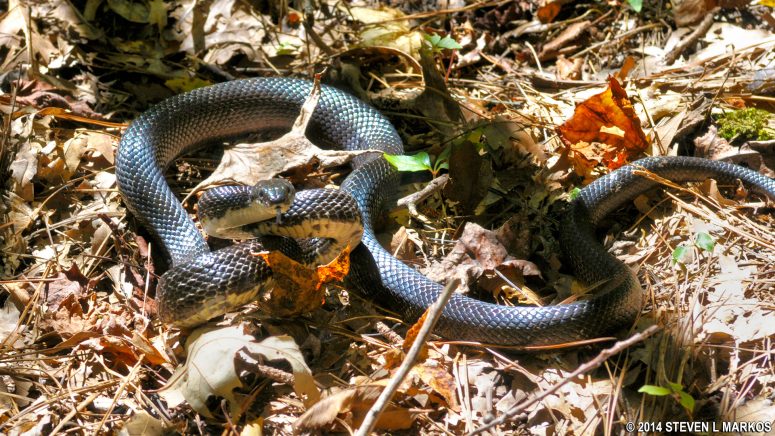 Snake on the Gouedy Trail