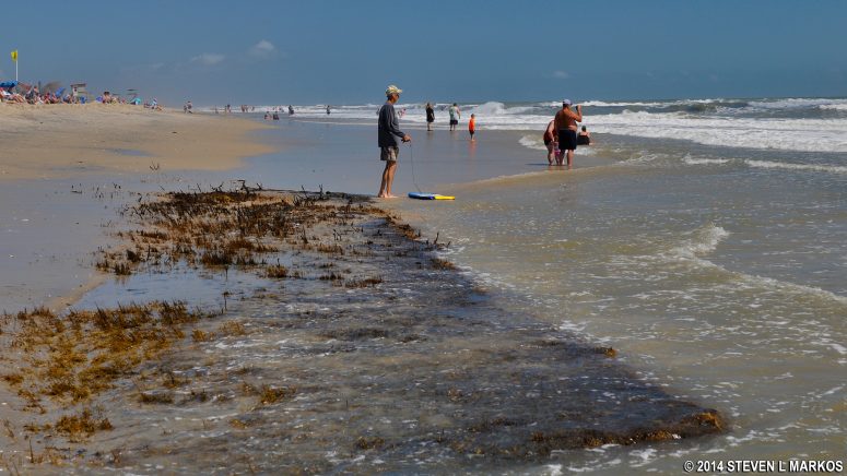 Marsh grass from Toms Cove washed across to the Atlantic Ocean side of Assateague Island