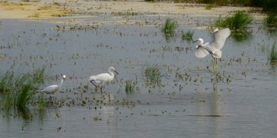 ASSATEAGUE ISLAND NATIONAL SEASHORE