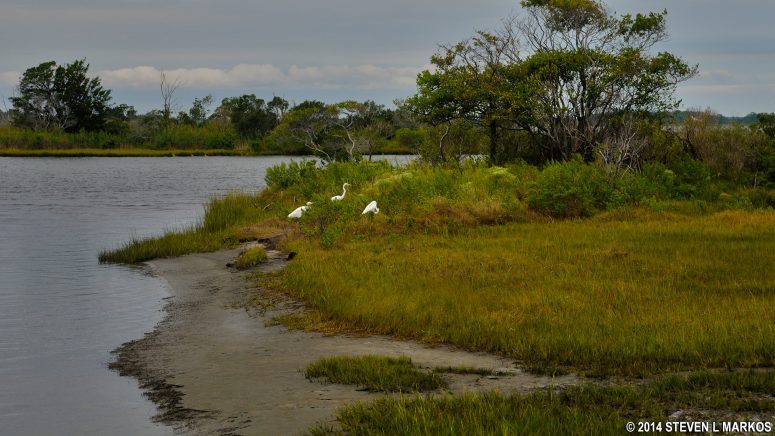 Much of the shore at Old Ferry Landing in the Maryland unit of Assateague Island National Seashore is covered in marsh grass