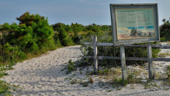 Trailhead for the Life of the Dunes Trail at Assateague Island National Seashore
