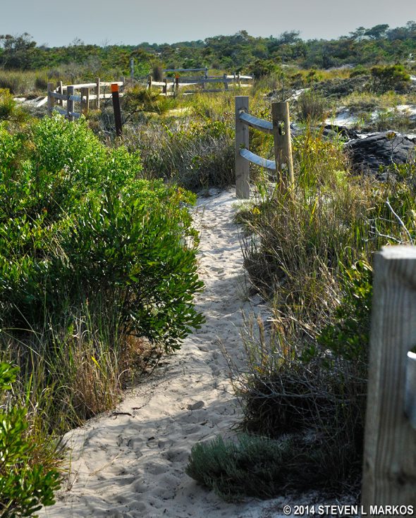 A fence and direction markers (arrows or orange squares on posts) keep hikers going in the right direction on the Life of the Dunes Trail at Assateague Island National Seashore