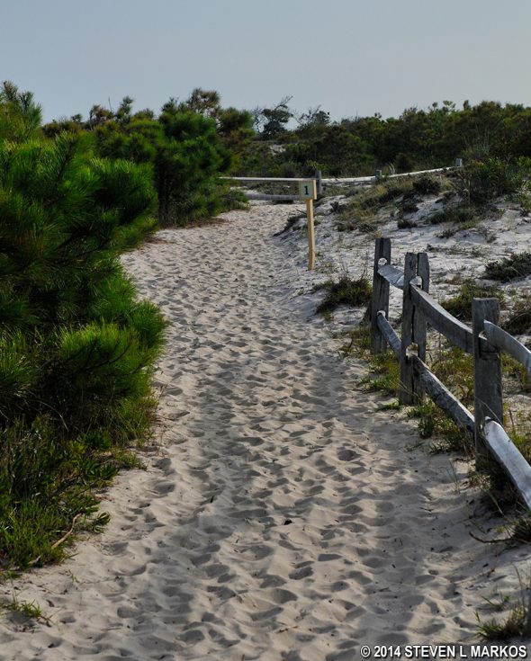 Numbered markers along Assateague Island National Seashore's Life of the Dunes Trail correspond to information on a trail guide
