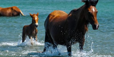 CAPE LOOKOUT NATIONAL SEASHORE
