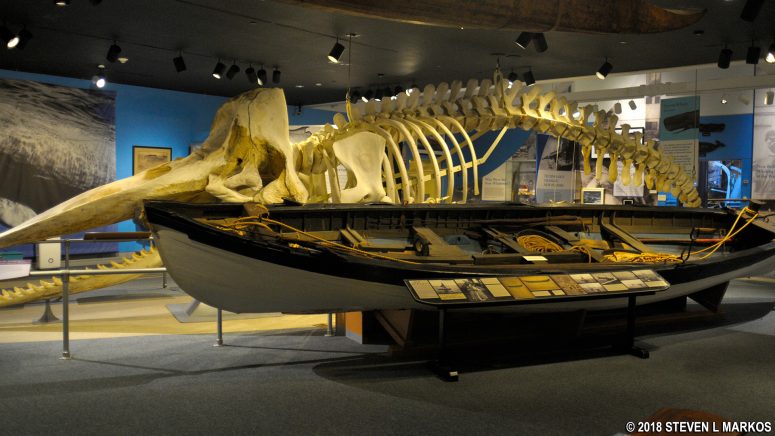 Whaleboat at the New Bedford Whaling Museum is displayed next to a whale skeleton to allow size comparisons