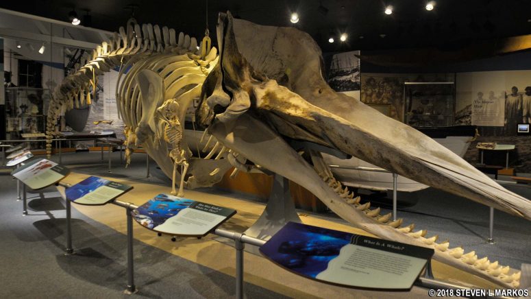 Sperm whale skeleton
