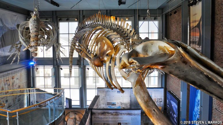 Whale skeletons hang from the main lobby ceiling of the New Bedford Whaling Museum