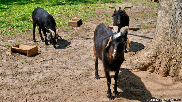 Goats Jimmy Carter's Boyhood Farm in Plains, Georgia