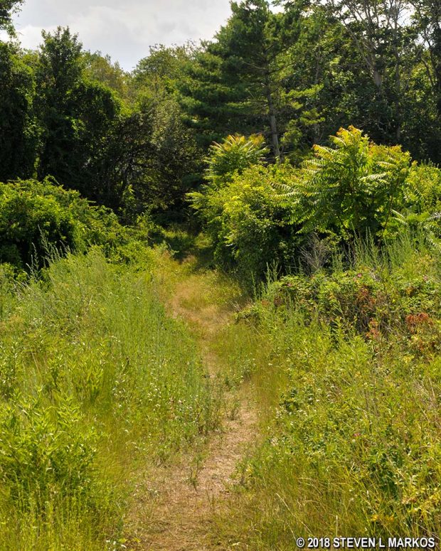 Trail to the west end of Peddocks Island gets a little faint and overgrown in the Middle Head section of the island, Boston Harbor Islands National Recreation Area