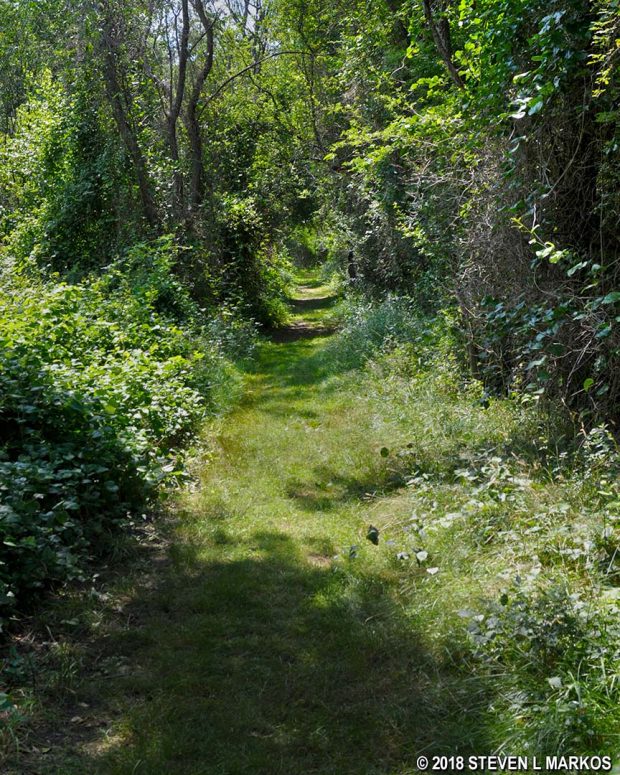 Grassy path through the forest at Middle Head on Peddocks Island, Boston Harbor Islands National Recreation Area