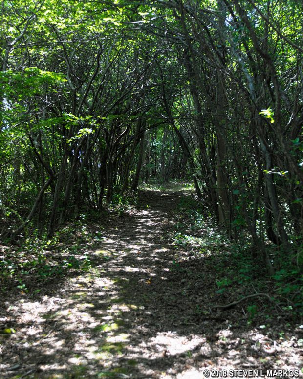 Tunnel of trees in the forest at West Head on Peddocks Island, Boston Harbor Islands National Recreation Area