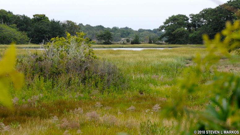West Salt Marsh on Cathleen Stone Island, Boston Harbor Islands National Recreation Area