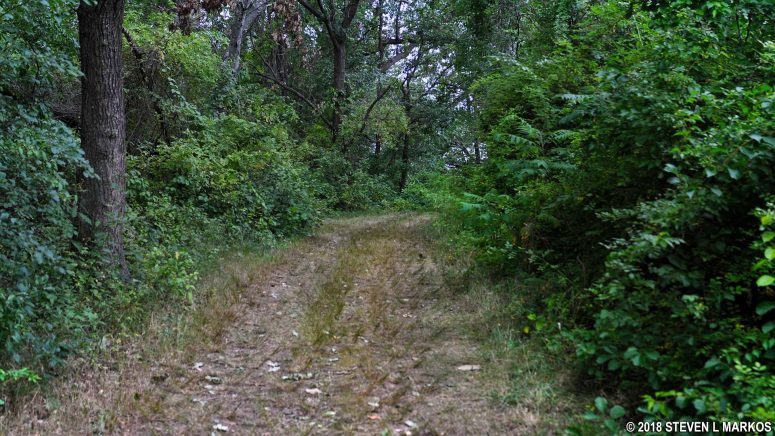 Trail through the forest next to the West Salt Marsh at the south end of Cathleen Stone Island, Boston Harbor Islands National Recreation Area
