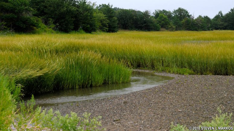West Salt Marsh inlet at the southern end of Cathleen Stone Island, Boston Harbor Islands National Recreation Area