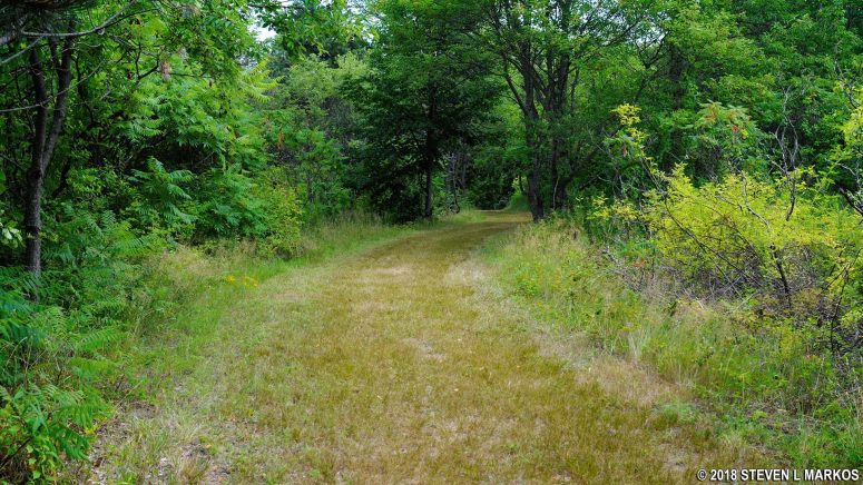 Trail through the forest at the north end of Challenge Field on Cathleen Stone Island, Boston Harbor Islands National Recreation Area