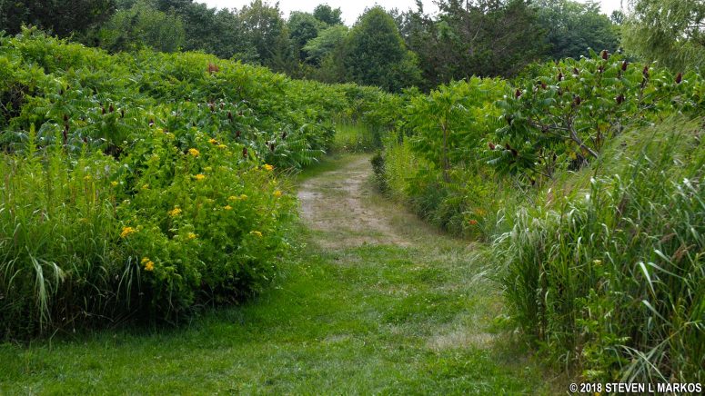 Trail cuts into the interior of the South Loop at Web Memorial Park, Boston Harbor Islands National Recreation Area
