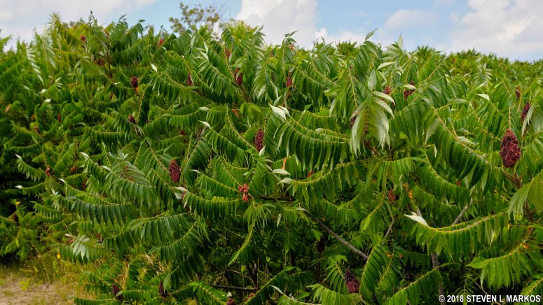 Staghorn Sumac bush