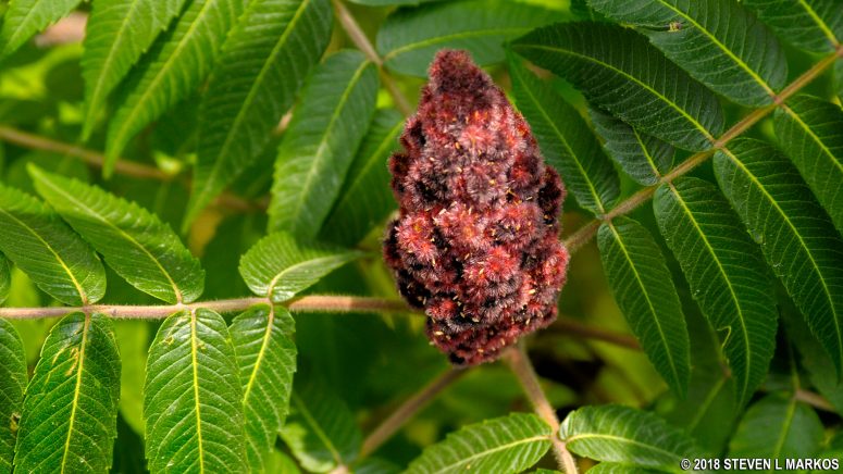 Staghorn Sumac flower