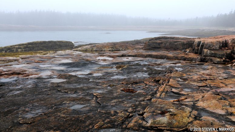 Algae covered rocks at Wonderland in Acadia National Park