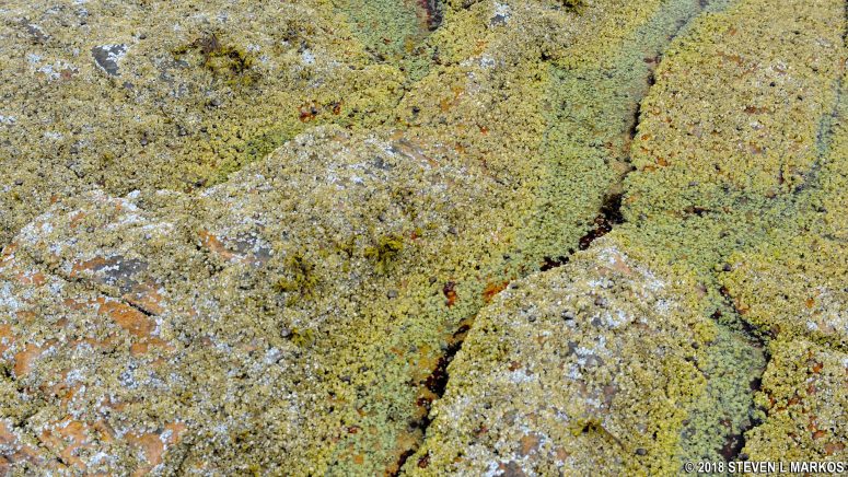 Barnacle covered rocks at Wonderland in Acadia National Park