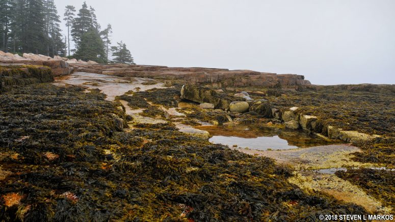 Tide pool at Wonderland surrounded by seaweed covered rocks, Acadia National Park