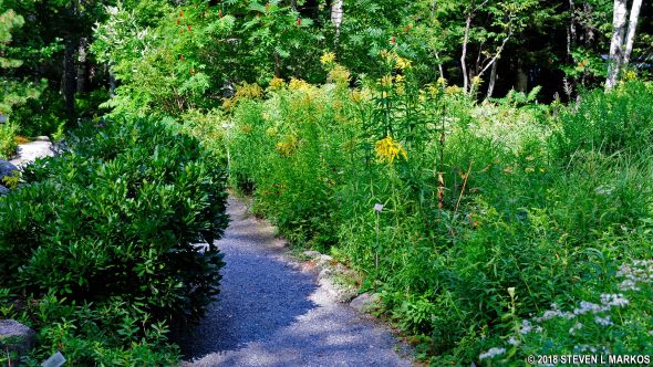 Garden at Sieur de Monts Spring in Acadia National Park