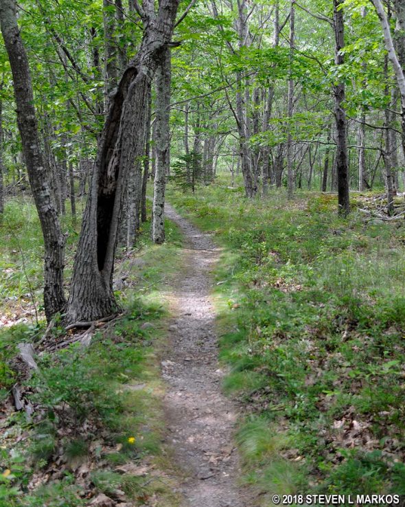 Terrain of Murphy’s Lane in Acadia National Park