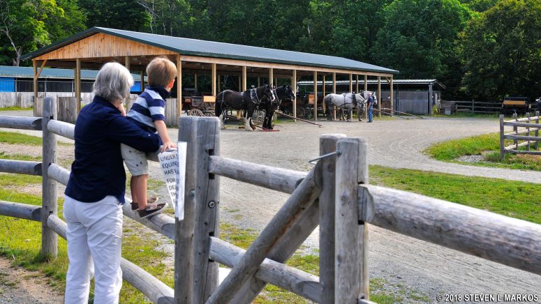 Horses at Wildwood Stables in Acadia National Park