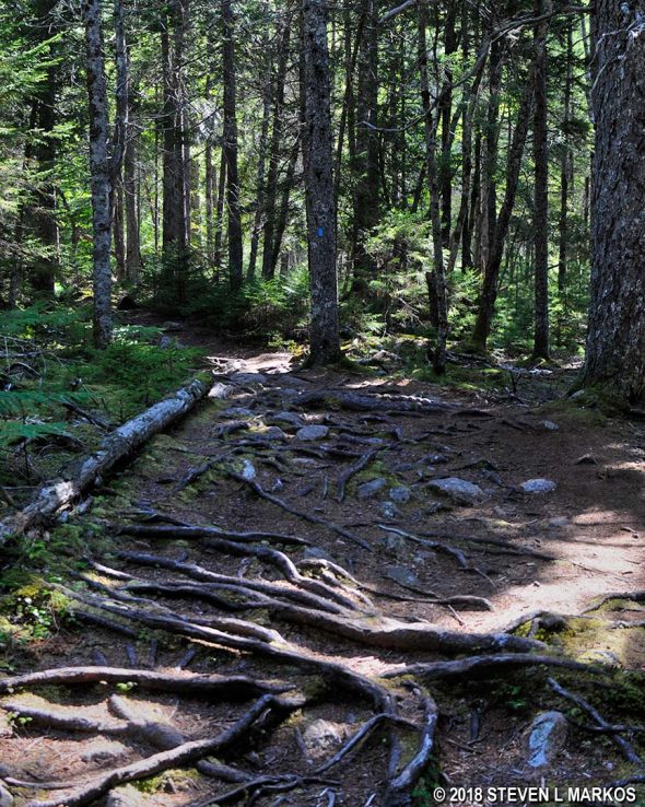 Typical terrain at the start of the Hadlock Brook Trail in Acadia National Park
