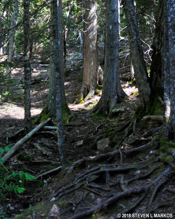 Faded blaze on a tree is the only sign that the Bald Peak Trail exists, Acadia National Park