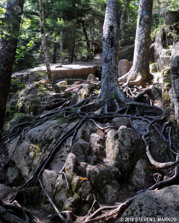 Blue blaze marks the route of the Grandgent Trail in Acadia National Park