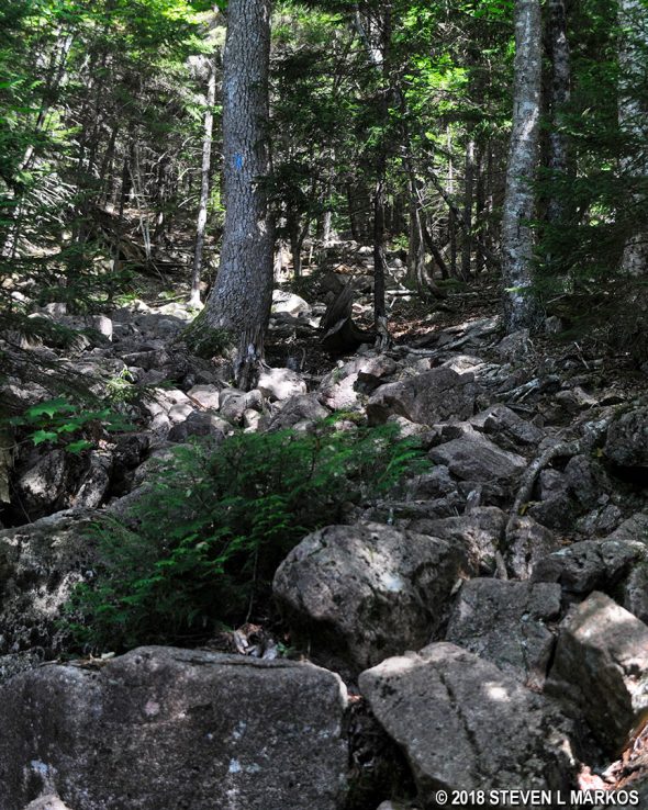 Beginning of the hike up Acadia National Park's Sargent Mountain on the Grandgent Trail
