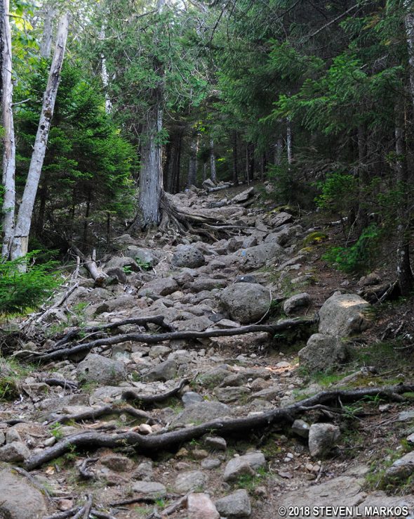 Typical terrain of the lower part of the Jordan Cliffs Trail in Acadia National Park