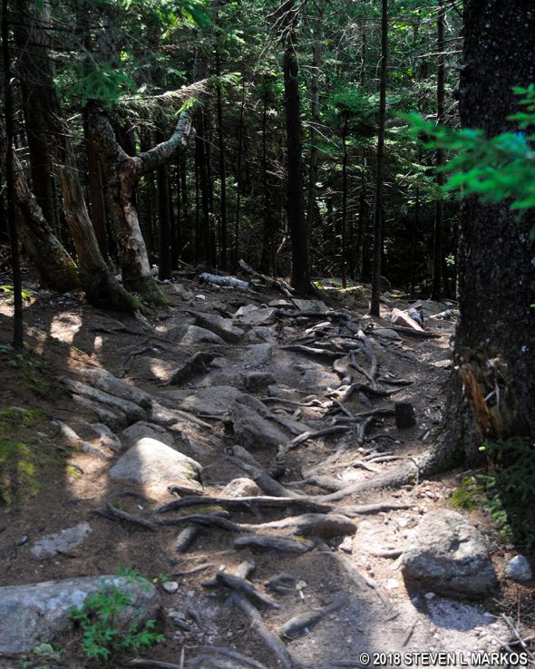 Typical terrain of the Penobscot Mountain Trail near the Deer Brook Trail intersection, Acadia National Park