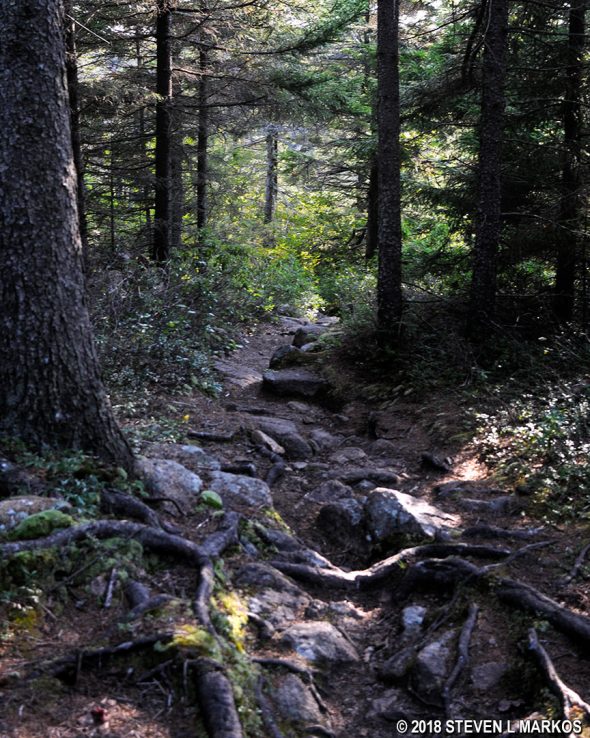 Typical terrain near the intersection of the Sargent South Ridge and Amphitheater trails, Acadia National Park