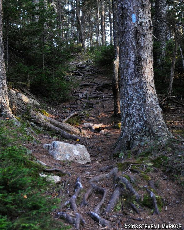 Typical terrain on the Birch Spring / Amphitheater Trail in Acadia National Park