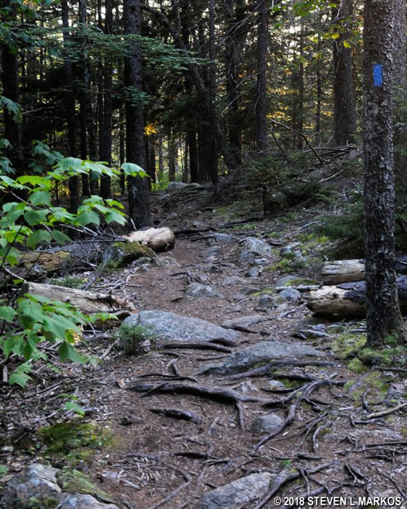 Typical terrain at the start of the Hadlock Brook Trail in Acadia National Park