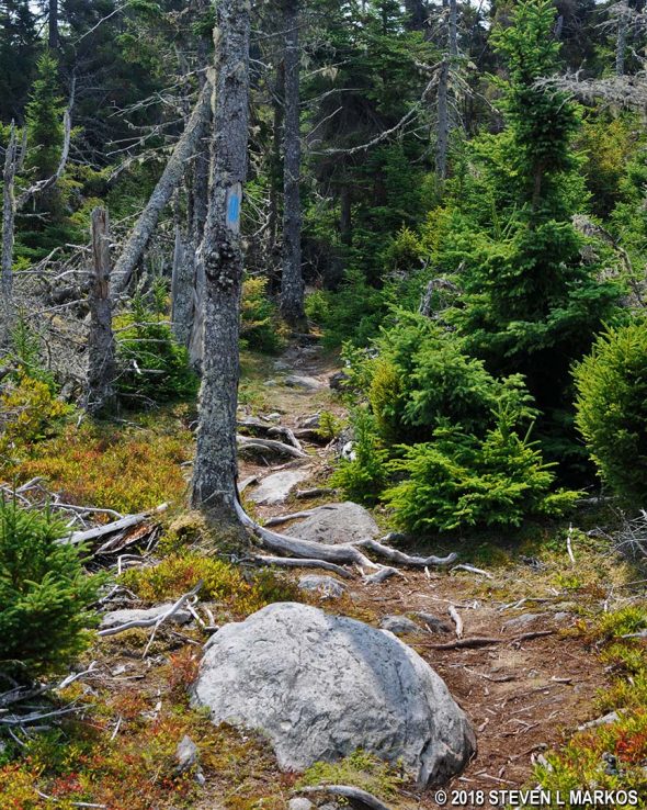 Typical terrain at the start of the Western Head Trail on Isle au Haut, Acadia National Park