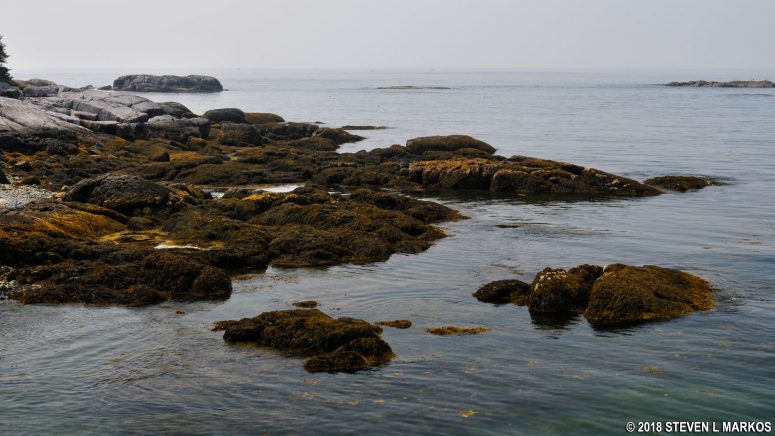 Seaweed covered rocks on the southwest coast of Isle au Haut in Acadia National Park