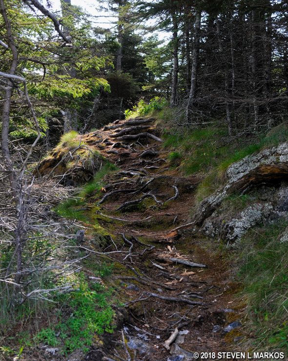 Rough terrain on Isle au Haut's Western Head Trail in Acadia National Park