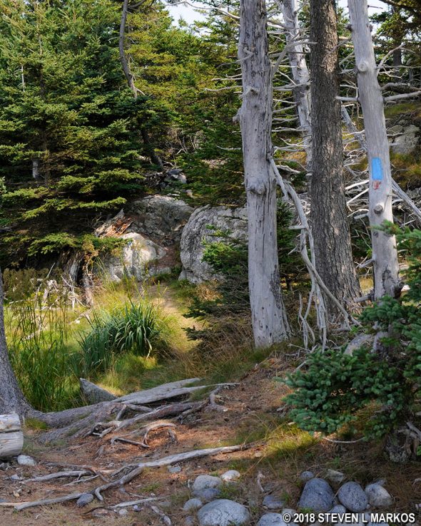 Follow the blue blazes to stay on Isle au Haut's Western Head Trail, Acadia National Park