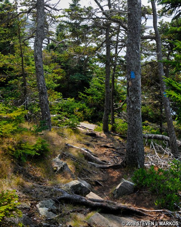 Terrain along a ridge at the southern end of the Western Head Trail on Isle au Haut, Acadia National Park