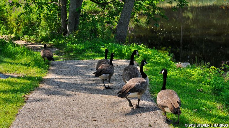 Geese walk along the paved path from the Blacksmith Shop at Saugus Iron Works National Historic Site