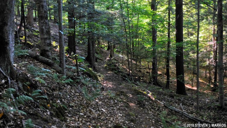 Terrain along the North Peak Trail in Billings Park, Woodstock, Vermont