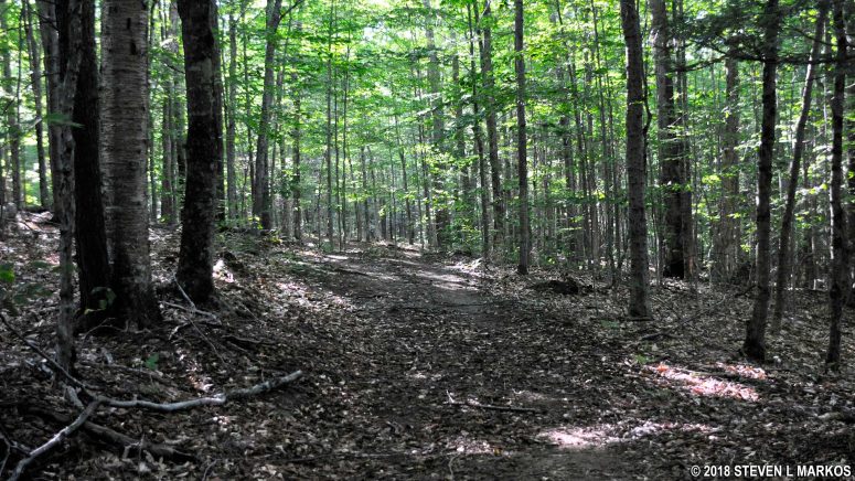 Typical terrain on the One Less Traveled Trail in Marsh-Billings-Rockefeller National Historical Park