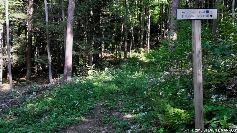 Intersection of the Prosper and Middle Pass trails in Marsh-Billings-Rockefeller National Historical Park